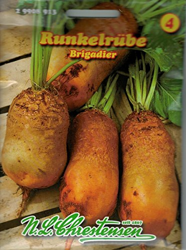 Runkelrübe 'Brigadier' orangefarbig, wertvolle und leistungsstarke Futterpflanze, Futterrübe
