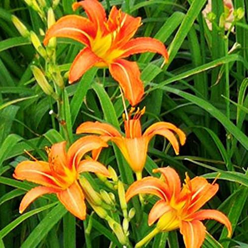 Saterkali emillas de raíz desnuda de Hemerocallis Fulva amarillo-naranja, 100 piezas/bolsa Semillas de azucenas erectas Fácil de cultivar Semillas de raíz desnuda de Hemerocallis Fulva amarillo-