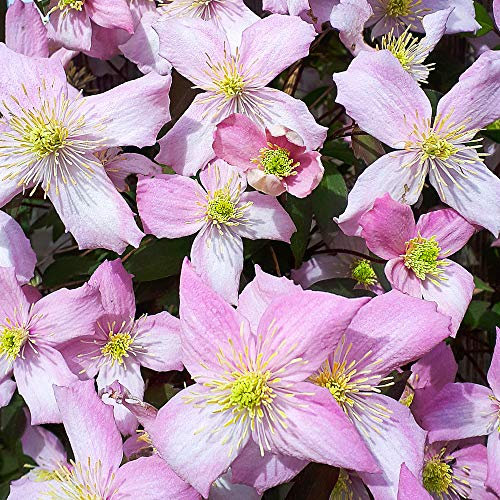 Clematis Montana Fragrant Spring Deciduous Scented Flowering Climbing Shrub