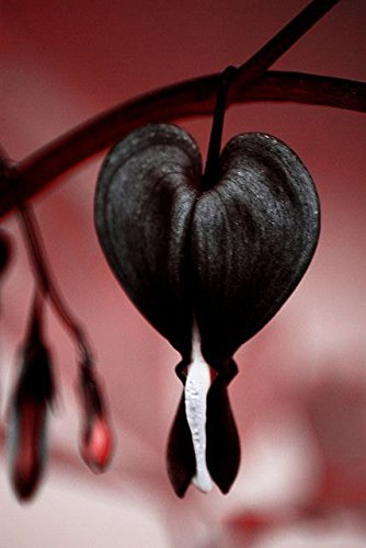 Seltenes Schwarzes mit roter Dahlie Samen Schöne Blumen Samen Dahlie Pinnata für DIY Haus Garten - 100 PCS: Only seeds