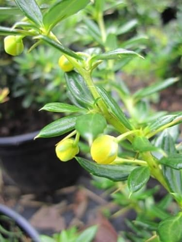 Berberis candidula - Schneeige Berberitze - immergrüner Strauch - 30-40
