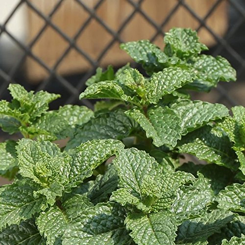 Qulista 100 Graines de Menthe Poivrée Vivaces Comestibles Anti-moustique Purification de L'air Graines de Plantes Aromatiques Bonsaï, 8 Variétés de Menthe (Menthe comestible)