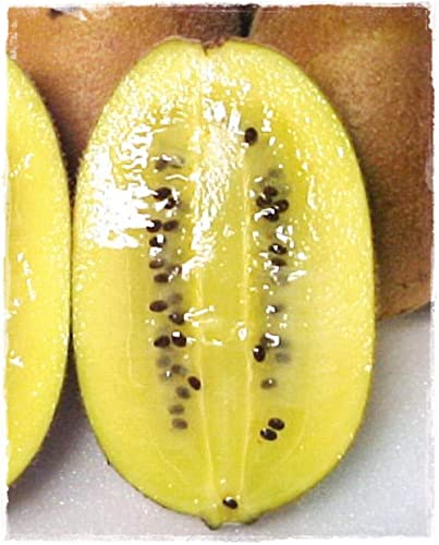 Plante de KIWI JAUNE « AIROGOLD' Autofertile - en pot 11 x 11 cm - H. 50/60 cm