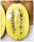 Plante de KIWI JAUNE « AIROGOLD' Autofertile - en pot 11 x 11 cm - H. 50/60 cm