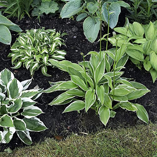 Haloppe 50Pcs Semi di piante Hosta per la piantagione di giardini domestici, Semi di Hosta Semi di piante Hosta Bonsai verdi Semi in vaso Verde