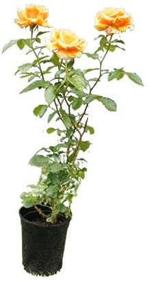 Rosal Arbustivo Amarillo Planta Natural que Transforma tu Espacio Exterior
