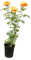 Rosal Arbustivo Amarillo Planta Natural que Transforma tu Espacio Exterior