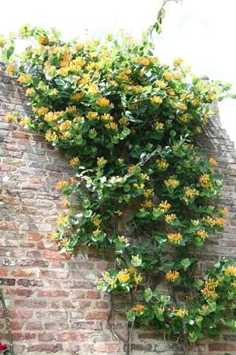Plant Theory 60cm Honeysuckle Cane Lonicera × tellmanniana Tellmanns Honeysuckle Yellow Flowering Vine Climbing Plant 3L Pot