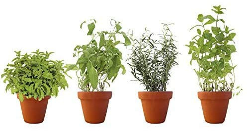 PACK 4 AROMÁTICAS 3: 1 MENTHA PIPERITA, 1 SALVIA, 1 ROMERO Y 1 HIERBABUENA.¡¡¡ PLANTAS AROMÁTICAS NATURALES ¡¡¡ altura: 30 cm cada una aproximado, contenedor 12-14 cm. ENVIOS SOLO PENINSULA