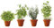 PACK 4 AROMÁTICAS 3: 1 MENTHA PIPERITA, 1 SALVIA, 1 ROMERO Y 1 HIERBABUENA.¡¡¡ PLANTAS AROMÁTICAS NATURALES ¡¡¡ altura: 30 cm cada una aproximado, contenedor 12-14 cm. ENVIOS SOLO PENINSULA