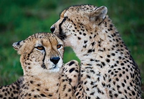 Unbekannt 3 D Ansichtskarte Geparde Postkarte Wackelkarte Hologrammkarte Tier Gepard Raubkatzen