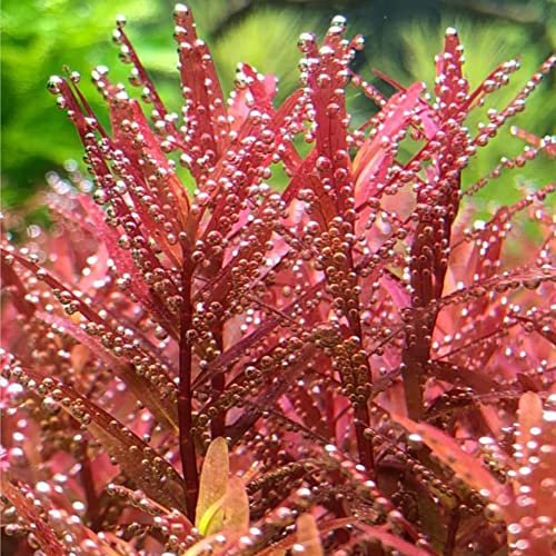 Piante per acquario semi, laghetto da giardino, piante acquatiche, piante acquatiche vere, regali sostenibili, piante da giardino roccioso, 200 pezzi