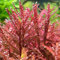 Piante per acquario semi, laghetto da giardino, piante acquatiche, piante acquatiche vere, regali sostenibili, piante da giardino roccioso, 200 pezzi