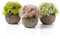 T4U Klein Kunstpflanze Sukkulenten Künstlich mit Topf, Künstliche Pflanzen Deko Fake Plant für Zuhause Wohnung Büro Dekor Hochzeit Geburtstag Weihnachten Geschenk, Weiß Gelb Rosa 3er-Set