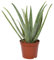 Aloe vera, Topf-Ø 24 cm, Höhe ca. 75 cm