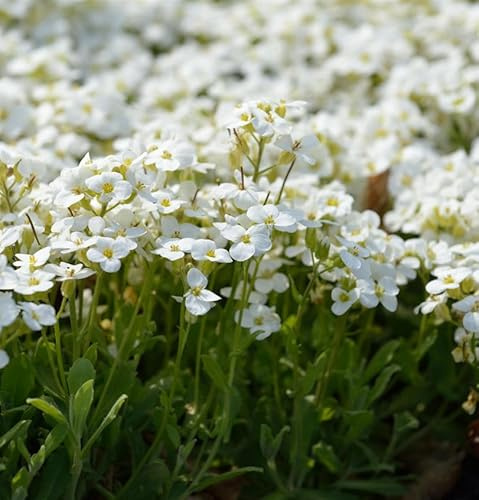 Gänsekresse Schneeball - Arabis caucasica - lebende Gartenpflanze aus den Baumschulen