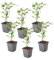 Plant in a Box - Gelsomino 'Summer Scent' - Set di 6 - Jasminum x stephanense - Rosa - Vaso 9 cm - Altezza 25-40 cm