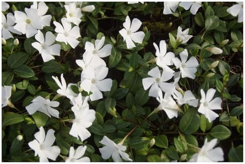 Stauden Gänge 10 x Vinca minor 'Alba' Immergrün winterhart | Kleines Immergrün – winterharter, immergrüner Bodendecker für Sonne bis Schatten, mehrjährig, 9x9 cm Topf