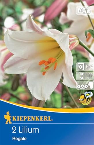 Kiepenkerl Trompetenlilie Lilium regale – Duftende Blumenzwiebeln, Ideal als Schnittblume, Elegante Lilien für Garten