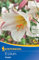 Kiepenkerl Trompetenlilie Lilium regale – Duftende Blumenzwiebeln, Ideal als Schnittblume, Elegante Lilien für Garten