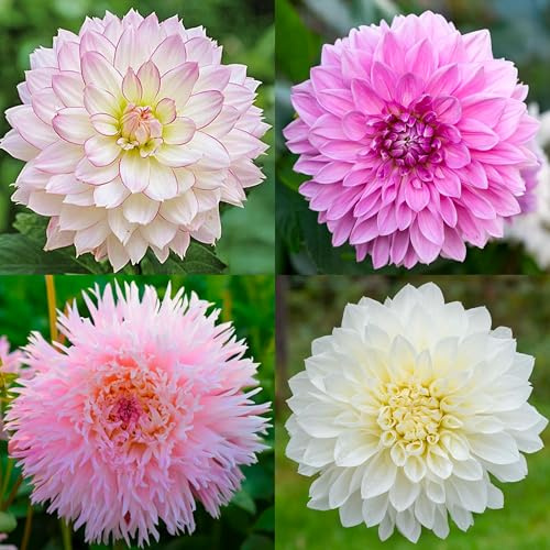 Bulbos (raíces tuberosas) de DALIA | Bulbos de los mejores productores holandeses | Selección y control de calidad | Floración garantizada. (Ramo Romance de 4 Dalias)