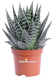 Pianta di Aloe Tiki Thai pianta grassa pianta ornamentale di Aloe pianta da arredo interno pianta di Aloe variegata bianca pianta vera venduta da eGarden.store (Vaso 9 cm)