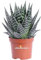 Pianta di Aloe Tiki Thai pianta grassa pianta ornamentale di Aloe pianta da arredo interno pianta di Aloe variegata bianca pianta vera venduta da eGarden.store (Vaso 9 cm)