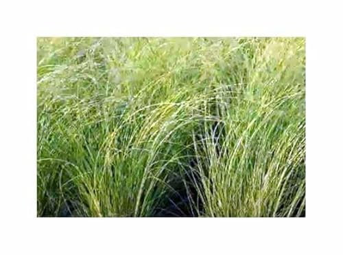 Stk - 5x Miscanthus sinensis New Hybrids Chinaschilf Ziergras Pflanzen - Samen B2171 - Seeds & Plants Shop by Ipsa
