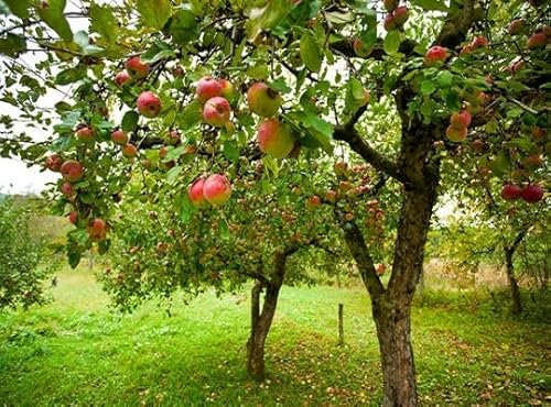 40 graines de pommier vert rouge