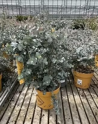 Eukalyptus Busch Kugelform Eucalyptus gunnii, 35-40cm | Winterharter Zierstrauch, Silbrig-grünes Laub, Duftend, Für Garten, Balkon & Terrasse
