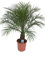 Phoenix Roebelenii Palme – ca. 110 cm Höhe, Zimmer- & Gartenpflanze – Pflegeleichte Zwerg-Dattelpalme für Innen & Außen