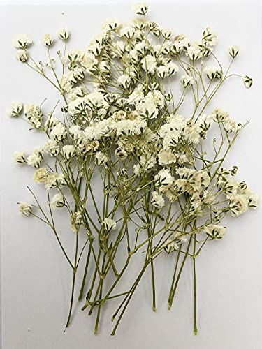 16 Stück weiße Baby's Breath Gypsophila echte natürliche getrocknete gepresste Blumen für Harz Kunst Handwerk DIY
