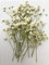16 Stück weiße Baby's Breath Gypsophila echte natürliche getrocknete gepresste Blumen für Harz Kunst Handwerk DIY