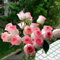 Bulbi di rosa profumati - perenni resistenti al freddo - fragranza floreale naturale - adatti per la semina primaverile e autunnale - piante da giardino di alto valore-C-1bulbi