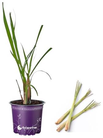 Zitronengras Cymbopogon citratus Kräuterpflanze/1stk.