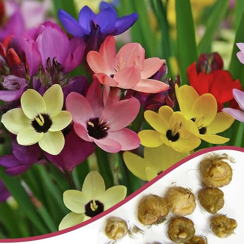 40 Ixia Mixed Colour African Corn Lily Summer Flowering Hardy Perennial Garden Plant Flower Bulbs Corms