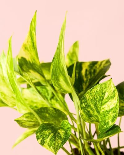 PUR PLANT Golden Pothos | Planta colgante natural de interior resistente | Hojas verdes y doradas purificadoras | Decorativa y luminosa | Maceta de Ø12 cm