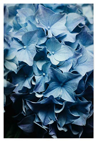artboxONE Poster 30x20 cm Natur Blaue Hortensien hochwertiger Design Kunstdruck - Bild Hortensie blüten Bouquet