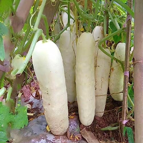 Semi di cetriolo, semi da 50 pezzi/borsa Semi di cetriolo di colore bianco resistente alla siccità per maniero Cetriolo