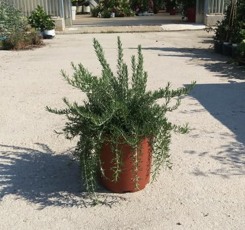 PIANTA DI ROSMARINO PROSTRATO vaso 30 cm (foto reali)