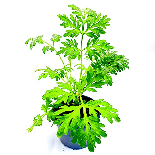Wermut Artemisia absinthum 3stk./Kräuter Pflanze
