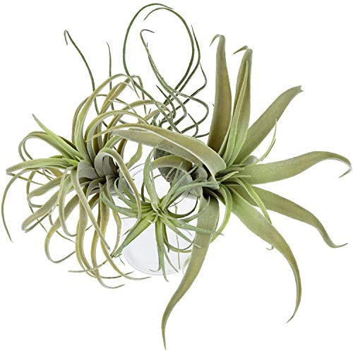 Künstliche Tillandsien-Bromelien, künstliches Kieferngras, Luftpflanzen, Blumen, künstliche Beflockung, 4 Stück
