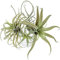 Künstliche Tillandsien-Bromelien, künstliches Kieferngras, Luftpflanzen, Blumen, künstliche Beflockung, 4 Stück