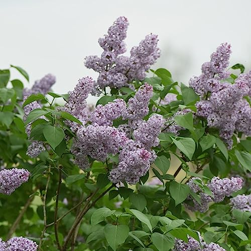150 Stücke fliederbaum winterhart mehrjährig samen - Flieder samen - Lila Samen, seltene pflanzen (Syringa oblata) blumen samen, gartenpflanzen bäume pflanzen, winterharte kübelpflanzen