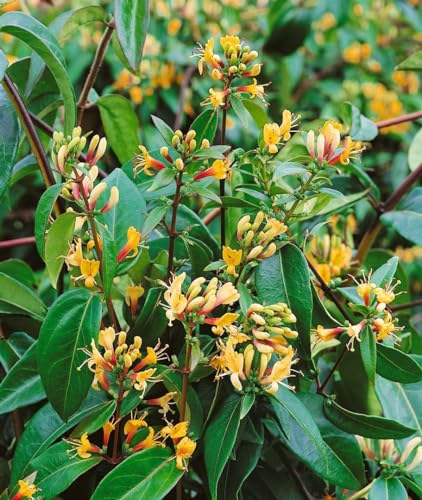Lonicera henryi 'Copper Beauty' 60-100 cm – Winterhart, Mehrjährig, Immergrün – Geißblatt – Kletterpflanze für Pergola & Sichtschutz