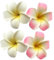 4 Stück 7cm weiß und rosa hawaiianische Frangipani Plumeria Schaumstoff Kopf Blume Party Strand Haarspange Haarspangen