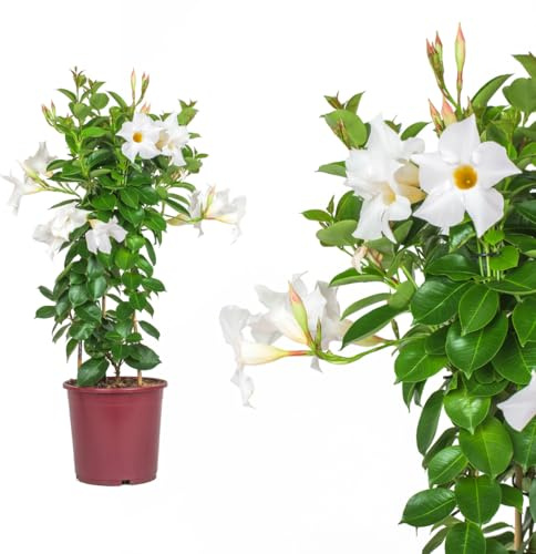 IFLO® Dipladenia Mandevilla weiß – chilenischer Jasmin Kletterpflanze für Balkon & Terrasse, immergrüne Topfpflanze, 1 Pflanze im Topf