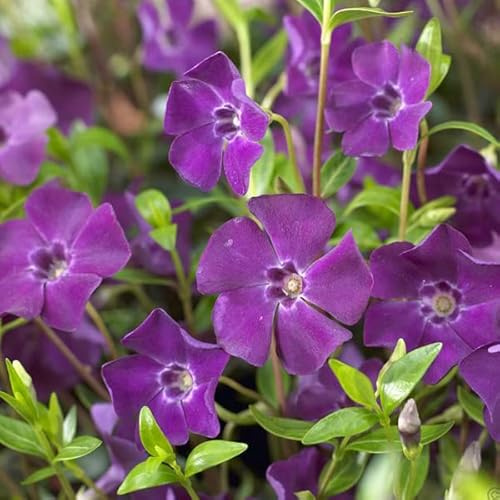 6 x Vinca Minor 'Atropurpurea' - Perenni Vaso 9cm x 9cm