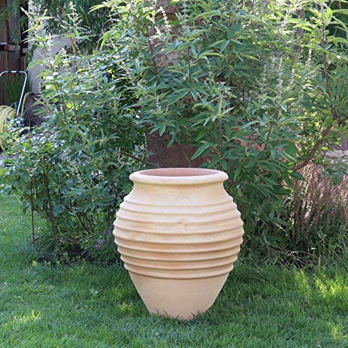 Palatina Werkstatt Exklusive Terracotta Amphore Ficus 60cm - 100% handgemachtes Unikat für Garten & Zuhause - Eine Zeitlose Schönheit aus Griechenland