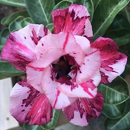 Generic Semi di rosa del deserto, 20 pezzi/borsa Semi di rosa del deserto Dolce Facile da piantare Semi colorati di rosa del deserto di Adenium Obesum per ufficio Semi di rosa del deserto 3